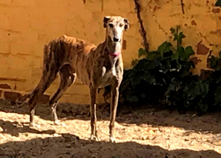 multimedia-foto56188-27-1