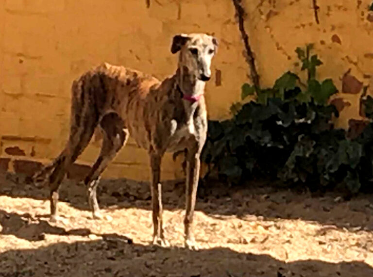 multimedia-foto56189-27-1