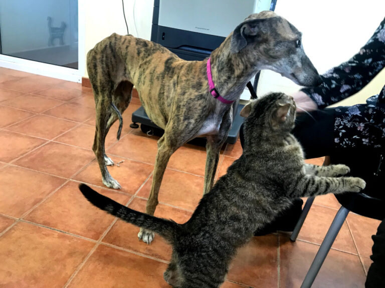 multimedia-foto56195-28-1