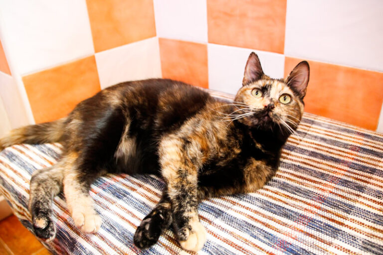 multimedia-foto56254-778-1