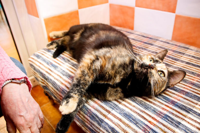 multimedia-foto56255-778-1