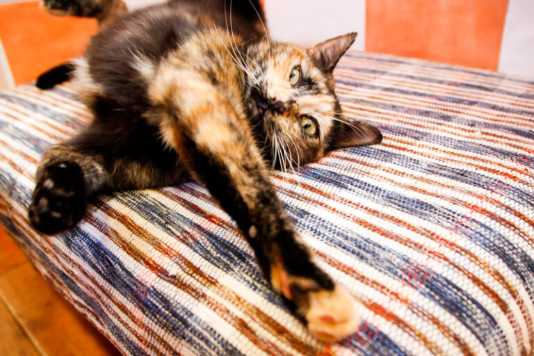 multimedia-foto56256-778-1