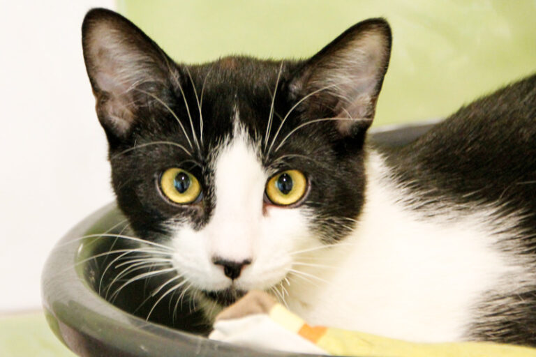 multimedia-foto56258-967-1