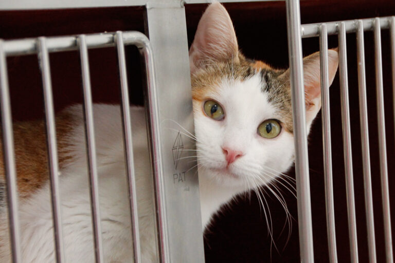 multimedia-foto56304-791-1