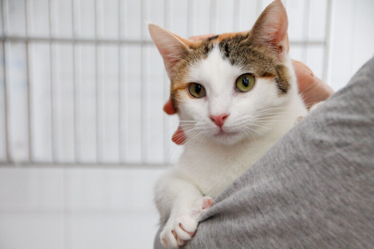 multimedia-foto56305-791-1