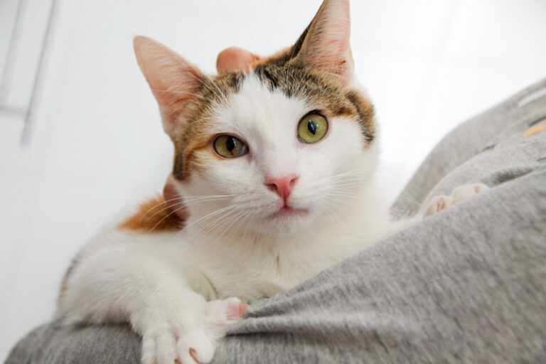 multimedia-foto56306-791-1