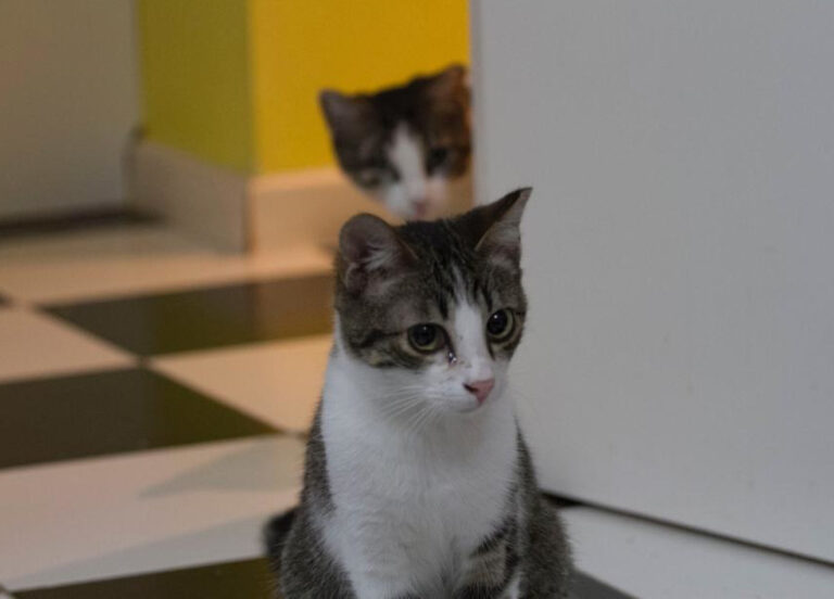 multimedia-foto56315-403-1