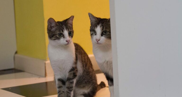 multimedia-foto56317-403-1