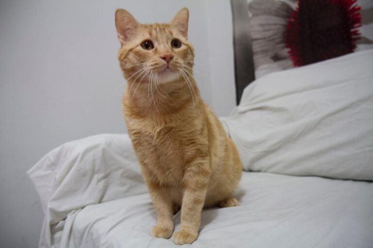 multimedia-foto56318-548-1