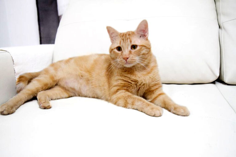 multimedia-foto56319-549-1