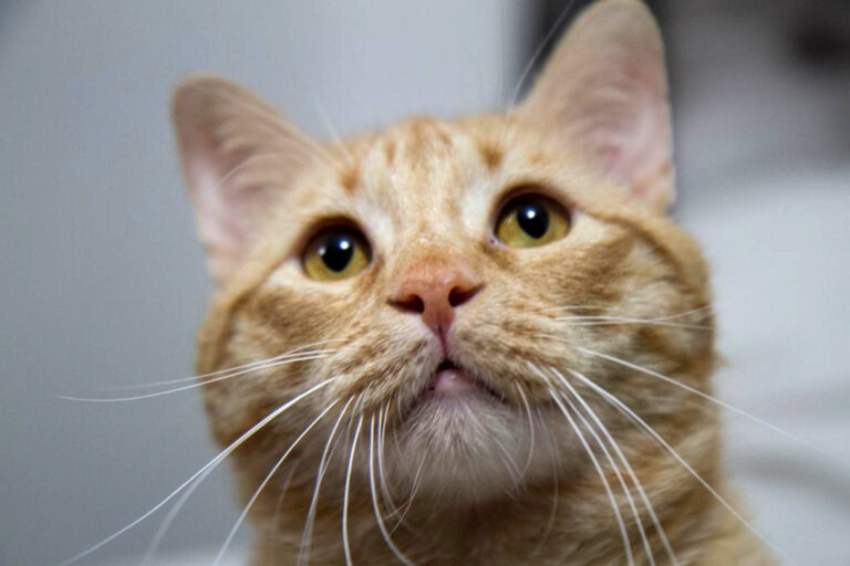 multimedia-foto56320-549-1