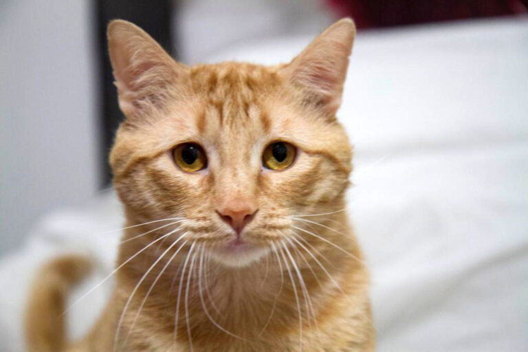 multimedia-foto56322-549-1