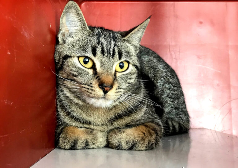 multimedia-foto56352-470-1