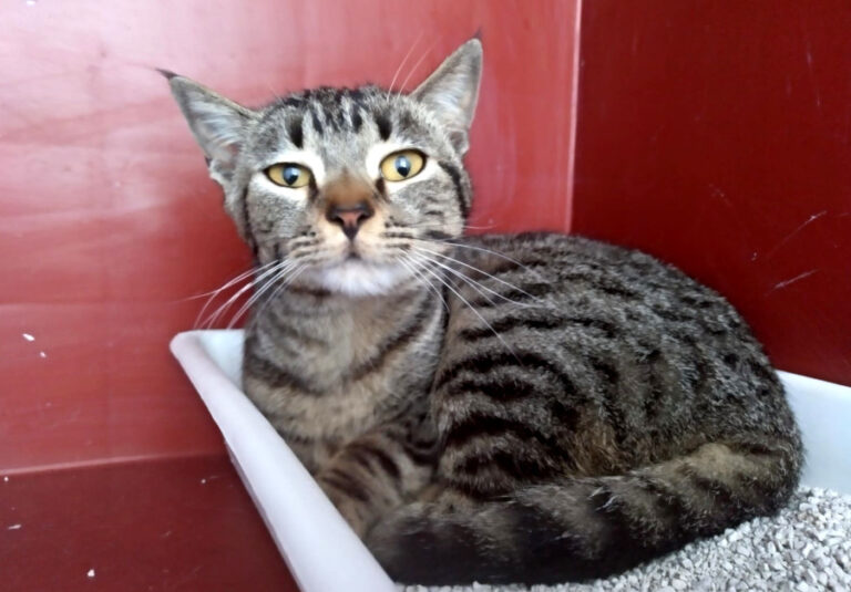 multimedia-foto56353-470-1