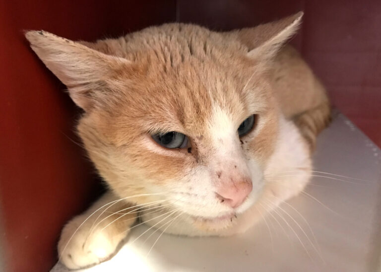 multimedia-foto56371-836-1