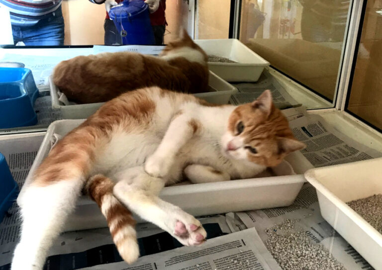 multimedia-foto56401-128-1