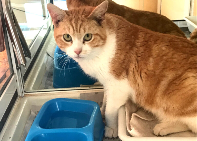 multimedia-foto56402-128-1