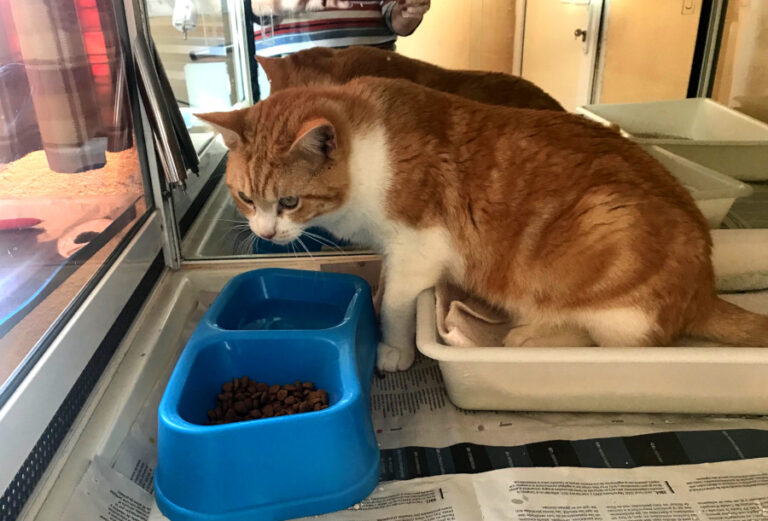 multimedia-foto56403-128-1