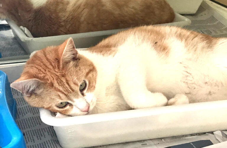 multimedia-foto56405-129-1