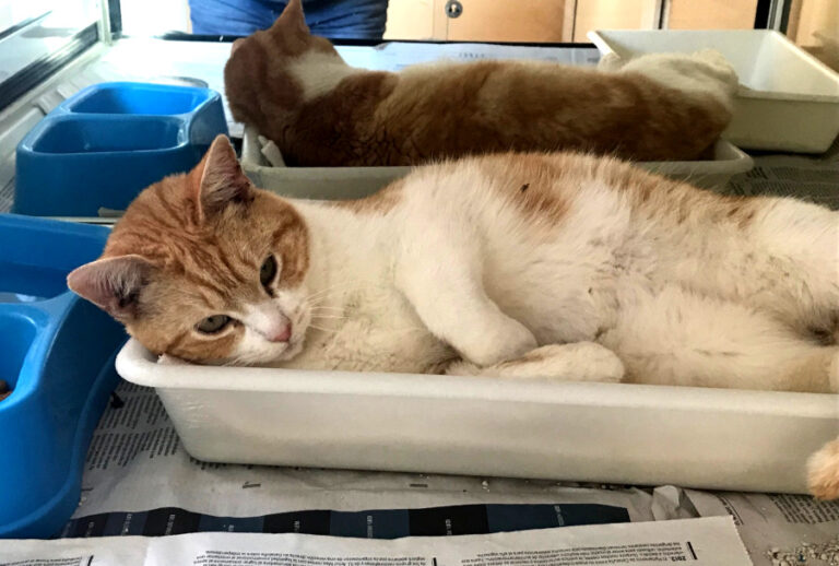 multimedia-foto56406-129-1