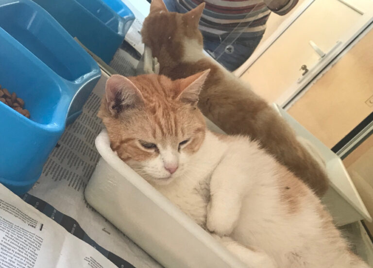 multimedia-foto56408-129-1