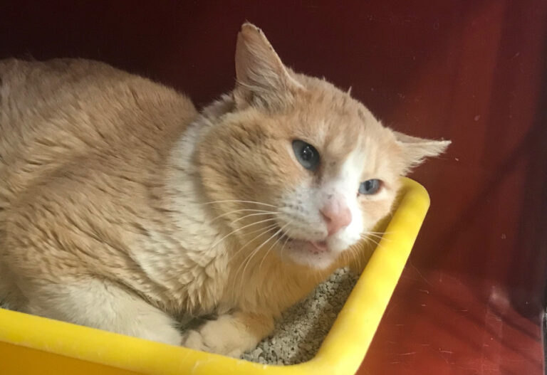 multimedia-foto56414-492-1