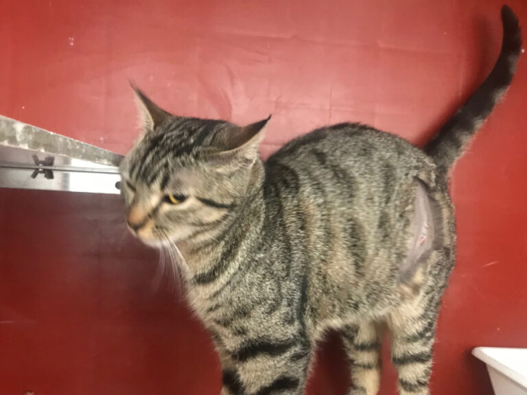 multimedia-foto56470-52-1