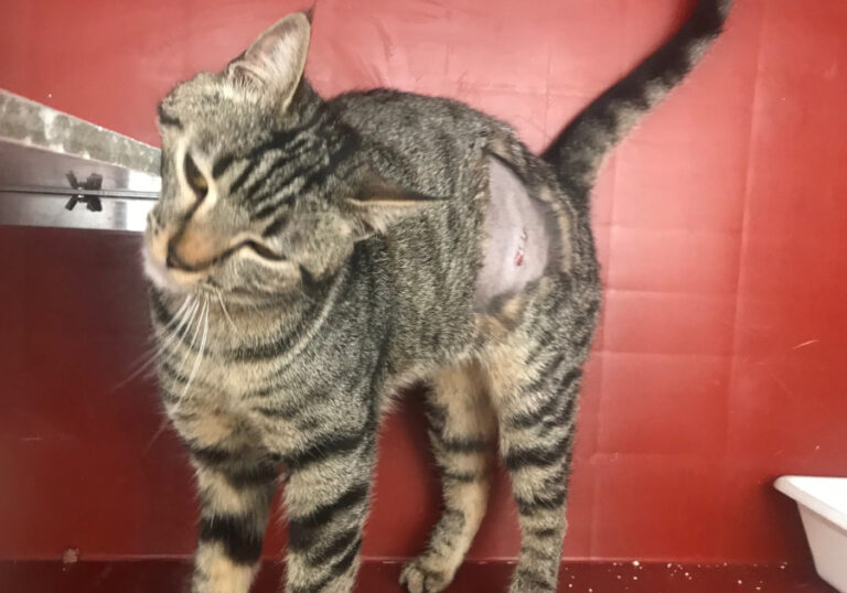 multimedia-foto56471-52-1