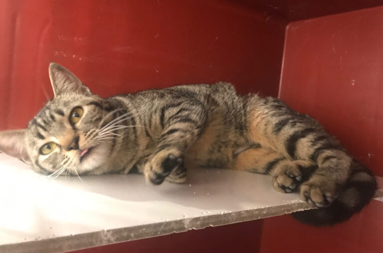 multimedia-foto56473-53-1