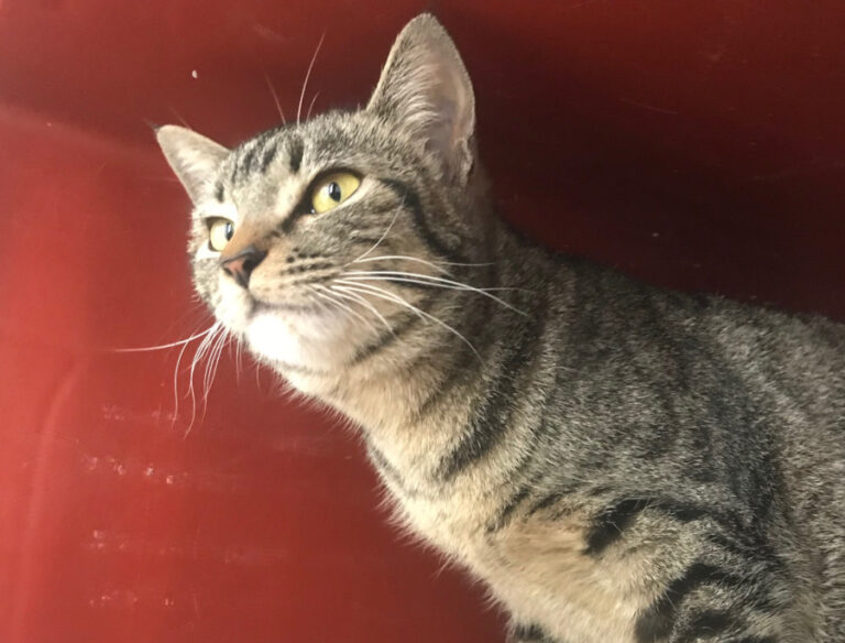 multimedia-foto56475-53-1