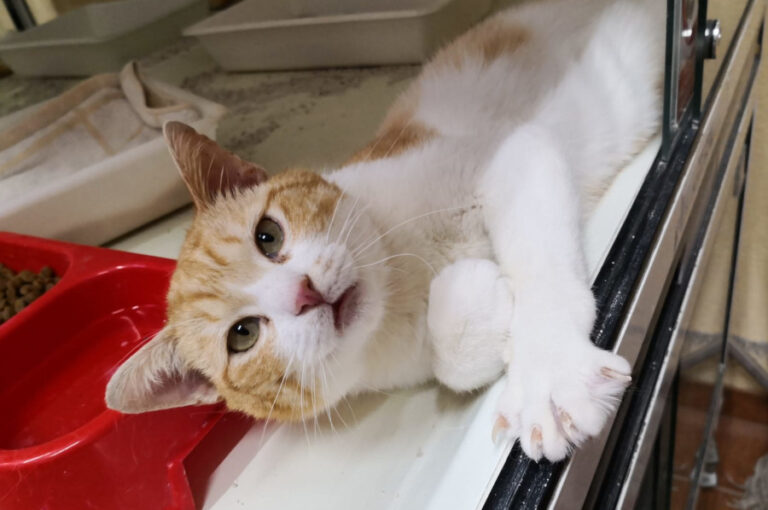 multimedia-foto56580-706-1