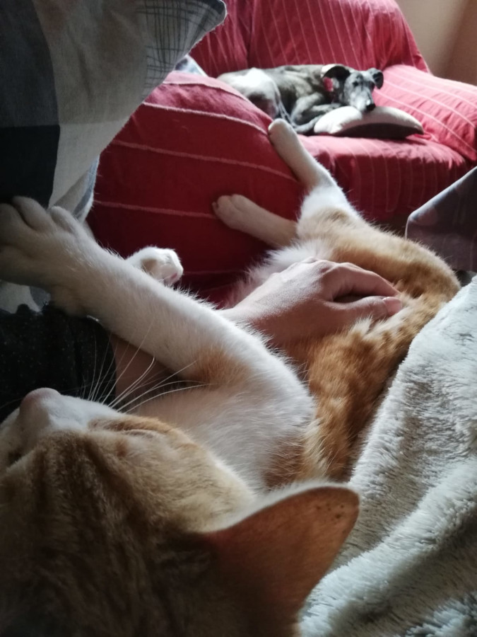 multimedia-foto56584-314-1