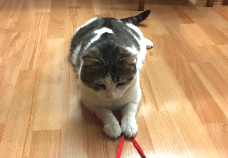 multimedia-foto56593-725-1