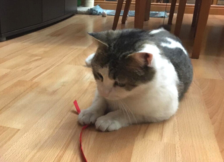 multimedia-foto56594-725-1