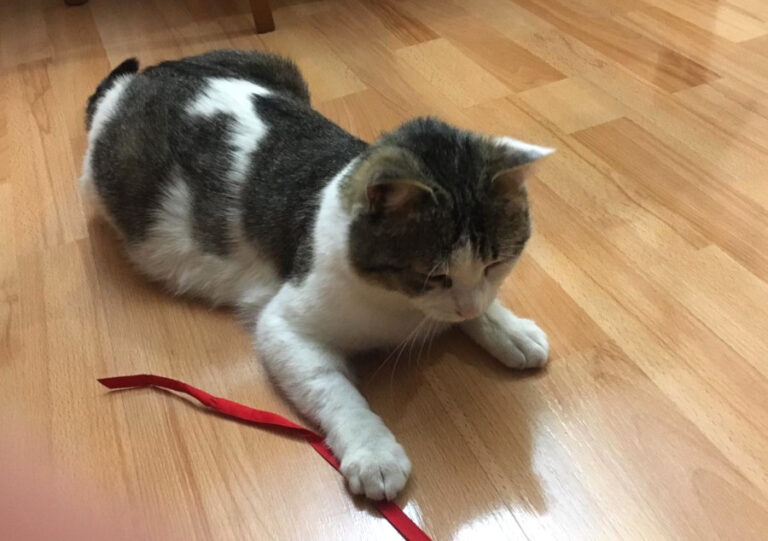 multimedia-foto56595-725-1