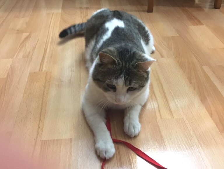 multimedia-foto56596-725-1