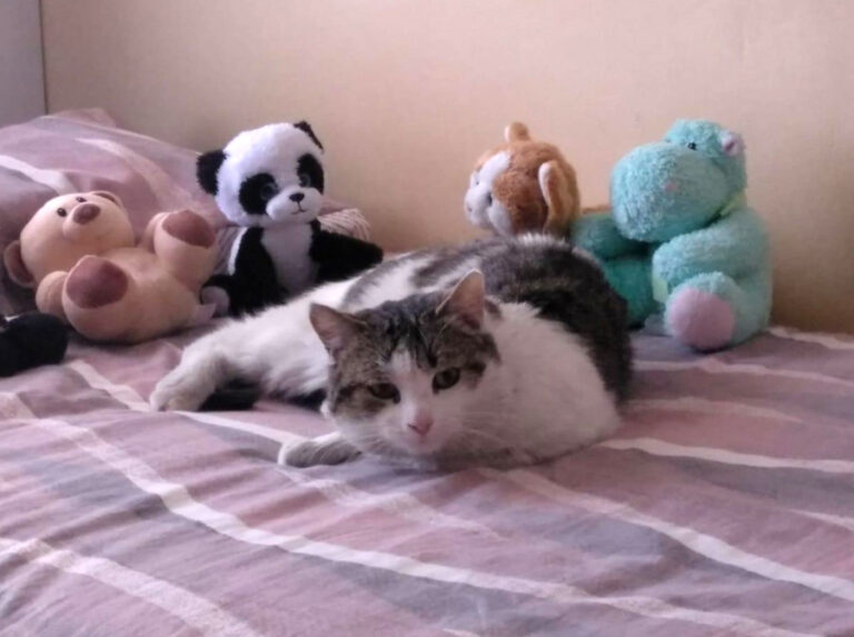 multimedia-foto56597-726-1