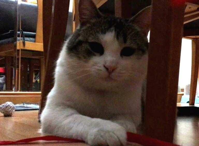 multimedia-foto56598-726-1