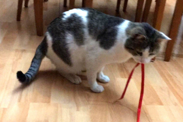 multimedia-foto56599-726-1