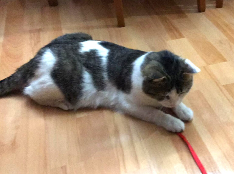 multimedia-foto56600-726-1