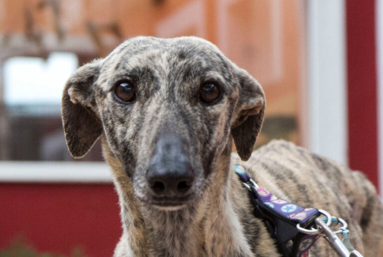 multimedia-foto56624-660-1