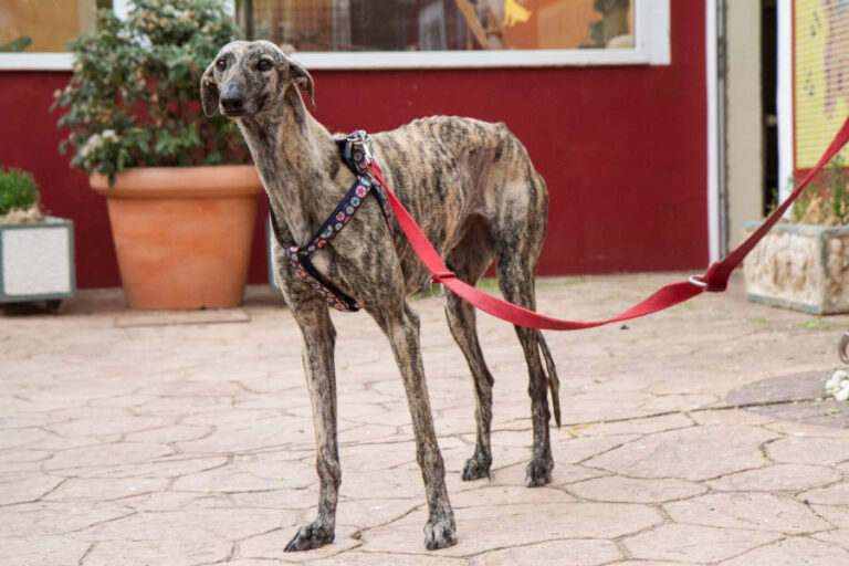 multimedia-foto56625-661-1