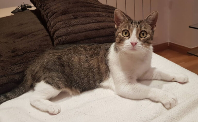 multimedia-foto56698-732-1