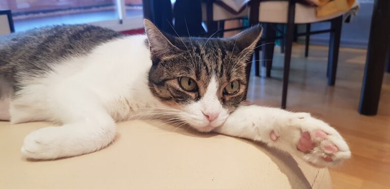 multimedia-foto56699-732-1