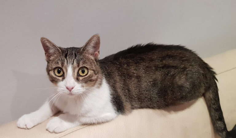 multimedia-foto56700-732-1