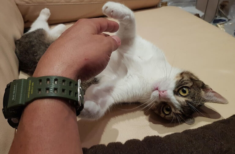 multimedia-foto56701-732-1