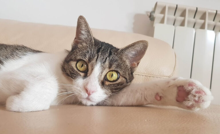 multimedia-foto56702-732-1