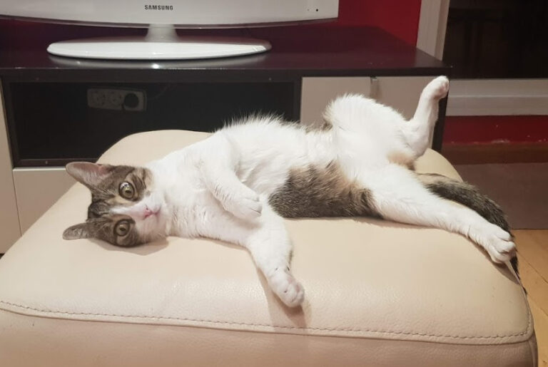 multimedia-foto56703-733-1