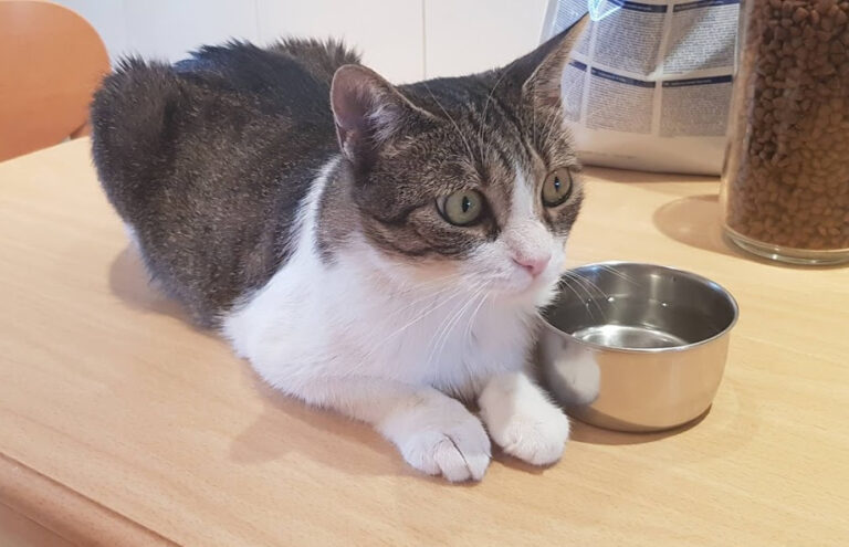 multimedia-foto56704-733-1