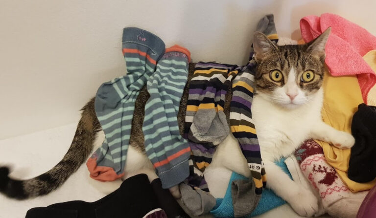 multimedia-foto56705-733-1